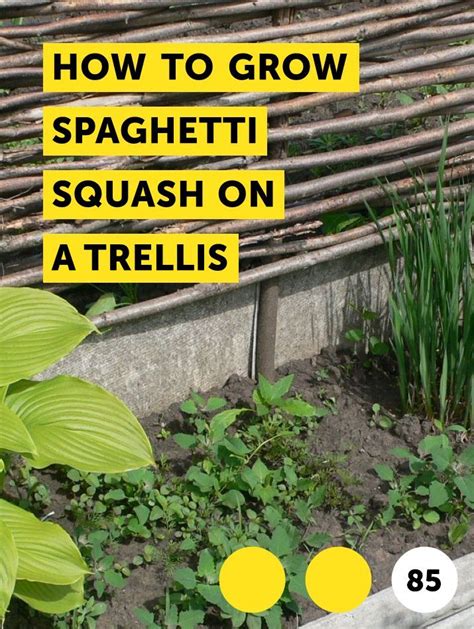Learn How To Grow Spaghetti Squash On A Trellis How To Guides Tips