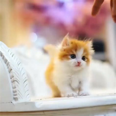 These Kittens Will Completely Melt Your Heart Kittens Cutest Funny