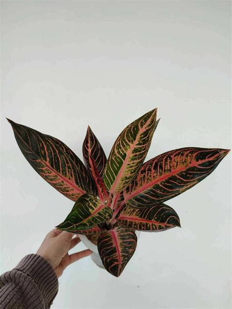 Aglaonema Pride Of Sumatra Furniture Home Living Gardening