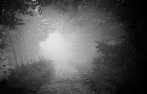 The Foggy Way Through The German Forest Vision Driven Black And White