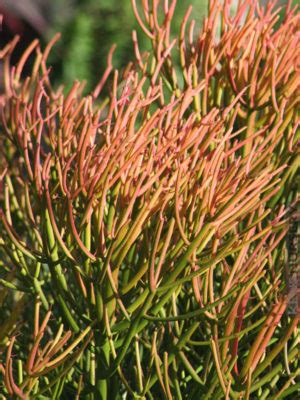 And it is easy to make them happy. Euphorbia - Kens-Nursery