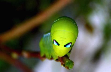 Amazing Caterpillars : Weird, Beautiful, Colorful Caterpillars | Most