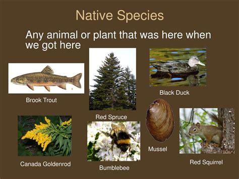 Ppt Invasive Species In Nova Scotia Powerpoint Presentation Free