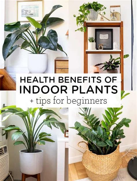 Health Benefits Of Indoor Plants Tips For Beginners Benefits Of
