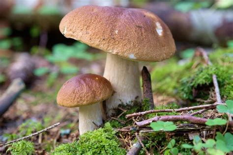 Edible Bolete Mushrooms Stock Image Everypixel