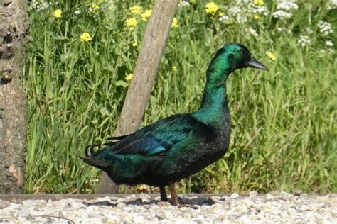 10 Best Egg Laying Duck Breeds With Pictures Pet Keen