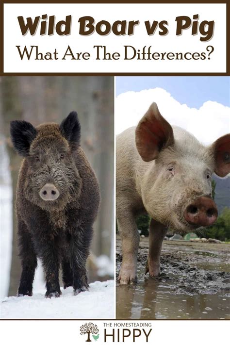 Wild Boar Vs Pig What Are The Differences