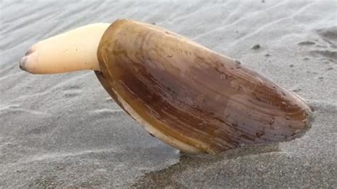 15 Types Of Ocean Mollusks