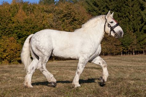 20 Most Popular Horse Breeds In The World Equestrian Space