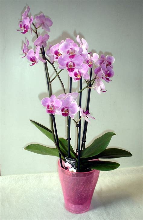Oltre alla varietà gigante, ci sono anche le violette africane sono bellissime piante da fiore. Pianta da appartamento: 4 idee anche per chi non ha il pollice verde - Archzine.it