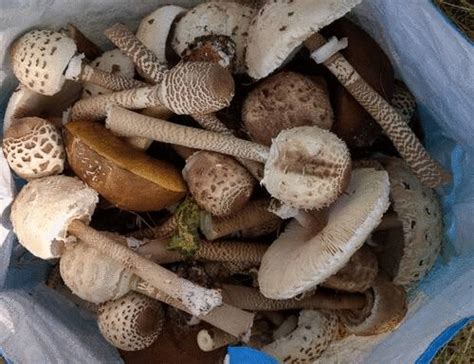 Mushroom Foraging Course Wild Mushroom Classes