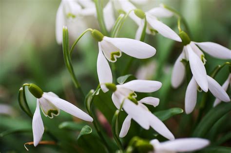 How To Grow And Care For Snowdrop Flower