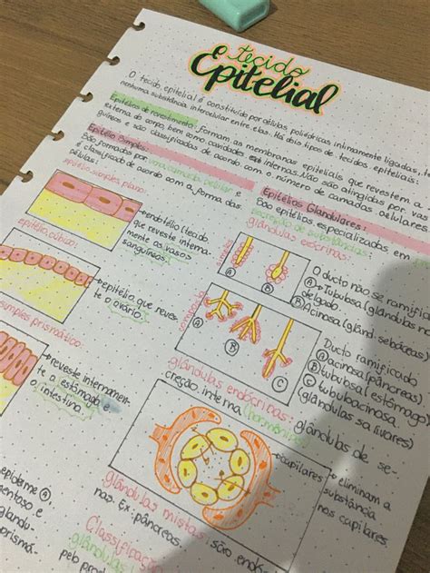 Resumo Tecido Epitelial Tecido Epitelial Tipos De Tecido Como Estudar