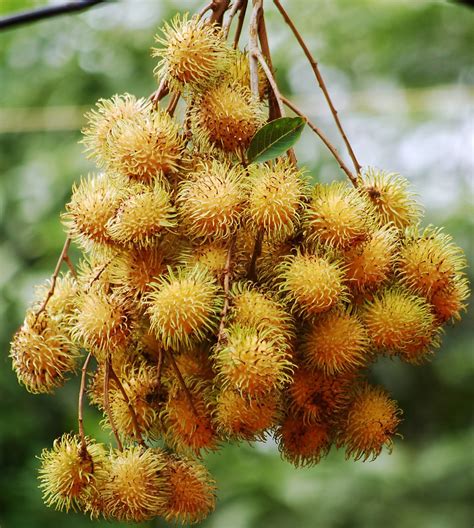 Polynesian Produce Stand Yellow Rambutan Tropical Fruit Tree