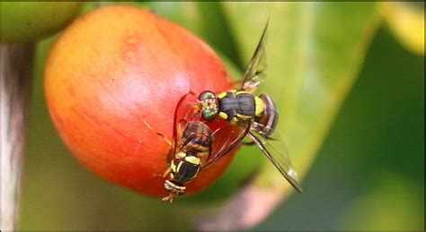 FRUIT FLY BACTROCERA DORSALIS HENDEL