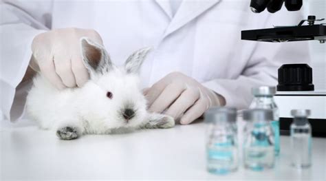 Why Animal Testing Should Be Banned 7 Reasons It Has To Stop