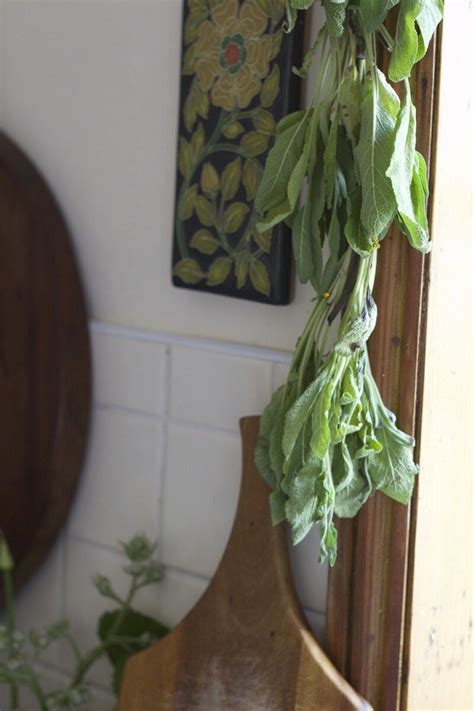 Sagas are prose stories and histories, composed in iceland and to a lesser extent elsewhere in scandinavia. What to Do With Sage (Especially when you have too much!) (With images) | Sage plant, How to dry ...
