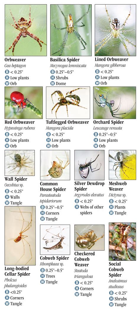 Spiders In Georgia Chart