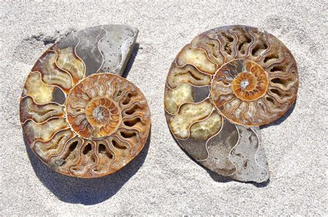 Index fossil, any animal or plant preserved in the rock record of the earth that is characteristic of a. The Actual Meaning of Index Fossils Explained With ...