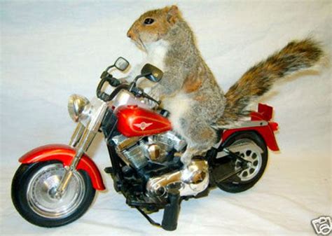 An Animal Squirrel On A Motorcycle Squirrel Cute Animals Taxidermy
