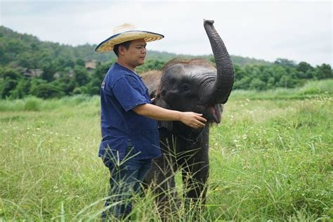Elephant Sanctuary Bali Cruelty Free - Chiang Mai Elephant Sanctuary | Book Local Tours - TakeMeTour