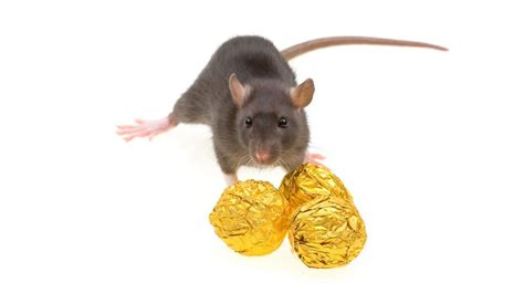 Can Rats Eat Chocolate Can My Pet Rat Have Chocolate As A Treat
