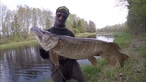 Top 3 Giant Pike Caught On Camera Compilation Youtube