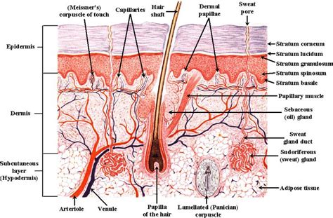 35 Best Integumentary System Images On Pinterest Medical Assistant