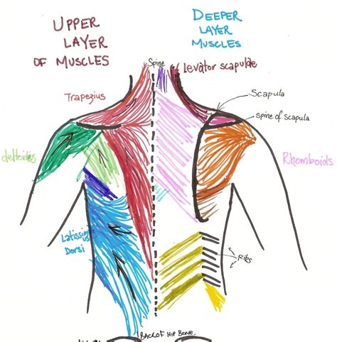 Upper Back Anatomy Muscles Muscles Of The Upper Back Human Anatomy