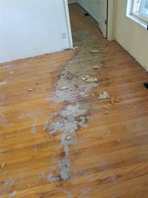 Repairing Wood Flooring With Termite Damage Elegant Floors