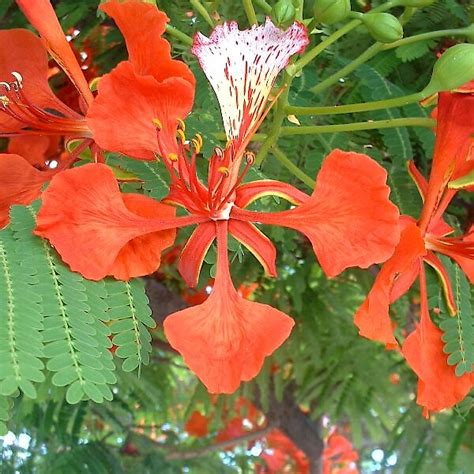 Comments have to be approved before they are shown here. Delonix regia - UF/IFAS Assessment - University of Florida ...