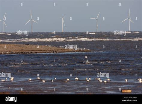 Wading Birds Offshore Wind Turbines Talacre Flint Rspb Reserve Dee Estuary North Wales Stock