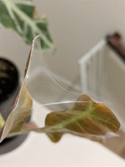They are related to the spider family and can be extremely so how exactly do you get rid of spider mites on your weed plant? How to Get Rid of Spider Mites on Plants in 2020 | Spider ...