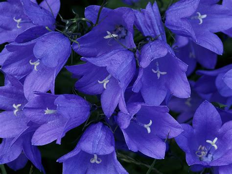 Blue Beauty Purple Bell Flowers Blue Bell Flowers Beautiful Flowers