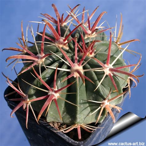 A christmas cactus' blooms will last anywhere from a week to two weeks. Ferocactus recurvus v greenwoodii (Syn: Ferocactus latispinus)
