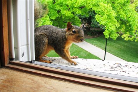 How To Get Rid Of Squirrels In Attics Squirrel Removal