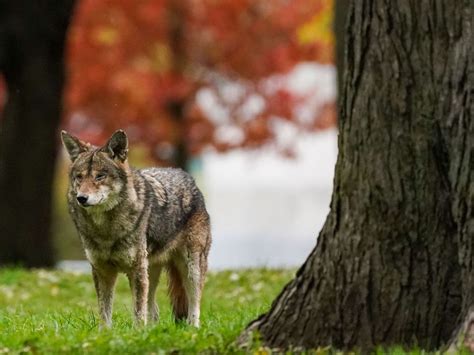 Burlington Coyote Attacks Likely Result Of Feeding By Humans Toronto Sun