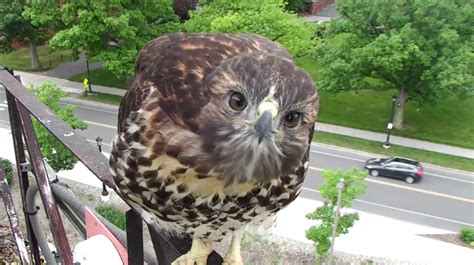 Red Tailed Hawks Cornell Lab Bird Cams