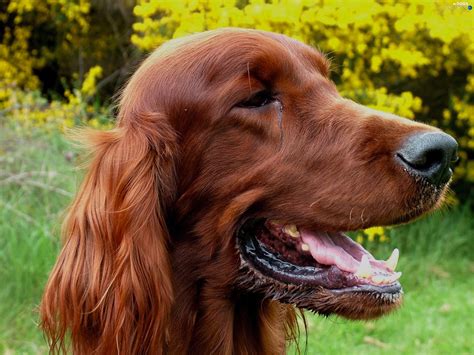 green, mouth, Irish Setter, Head - Dogs wallpapers: 2560x1920