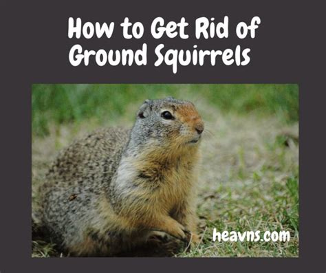 Squirrelinator Trap How To Get Rid Of Ground Squirrels Heavns