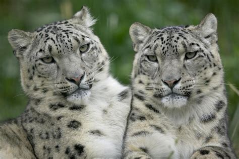 The Metaplane What A Striking Pair Of Snow Leopards