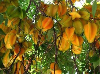 Tulis species dan famili dari objek 2. 11 Manfaat Belimbing Bagi Kesehatan Tubuh Yang Luar Biasa ...