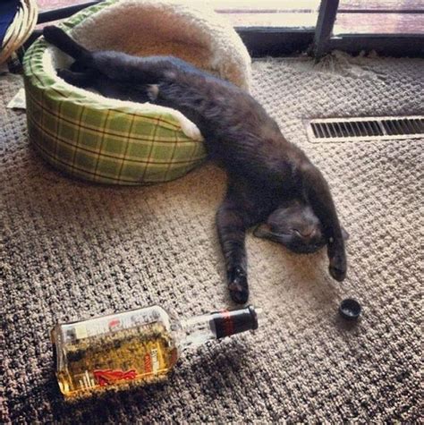 137 Best Images About ♥ Drunk Animals ♥ On Pinterest