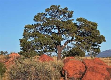 Large Tree Growing Through Red Desert Rocks Stock Image