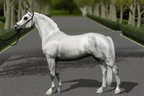 Equus Sims Cc Database Welsh Mountain Pony