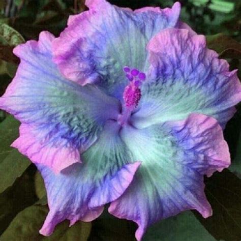 Blue Pink Purple Hibiscus 20 Seeds Giant Hibiscus Flower Etsy