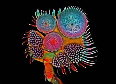 27 Of The Most Amazing Science Photos Of 2016 Microscopic Photography
