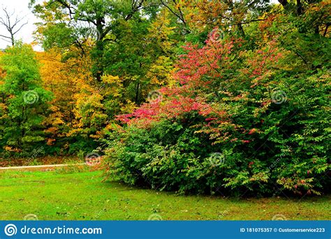 A Beautiful Array of Multiple Wisconsin Autumn Colors Stock Image