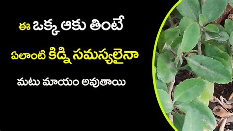 Miracle Leaf For Kidney Stones Ranapala Aaku కిడ్నీలో కంకరరాయి ఉన్న