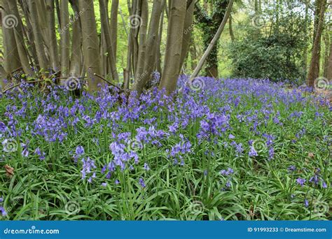 Bluebells In Bloom Stock Image Image Of Arrived Flowers 91993233